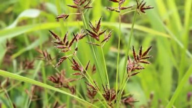 Cyperus longus, Galingale veya fındık çimi görüntüleri kapatın