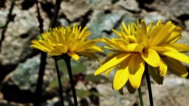 Rudbeckia laciniata veya Cutleaf koni çiçekleri