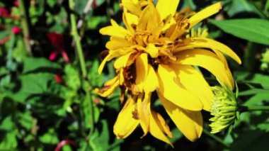 Rudbeckia laciniata veya Cutleaf koni çiçekleri