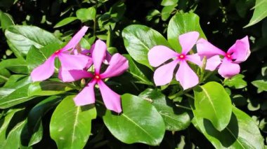 Kataranthus gülü ya da Periwinkle çiçeği