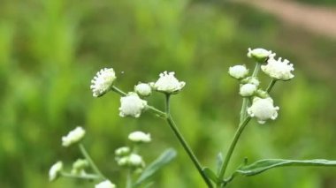 Santa Maria humması ya da Partenyum histeroforu
