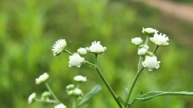 Santa Maria humması ya da Partenyum histeroforu