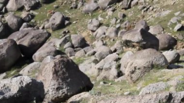 Rocky Dağı 'nın büyük taşları veya kayaları olan bir görüntüsü.