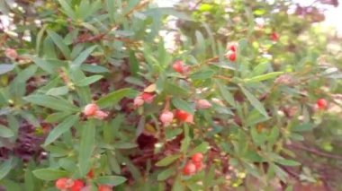 Daphne mucronata yeşil bitki ve kırmızı meyveler