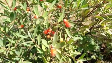 Daphne mucronata yeşil bitki ve kırmızı meyveler