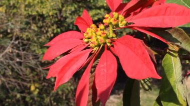 Poinsettia veya Euphorbia pulcherrima bitkisi ve çiçek