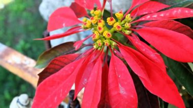 Poinsettia veya Euphorbia pulcherrima bitkisi ve çiçek