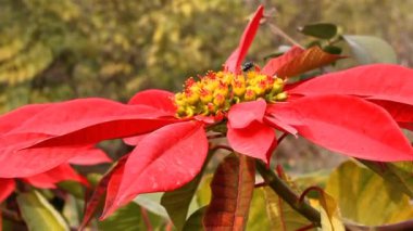 Poinsettia veya Euphorbia pulcherrima bitkisi ve çiçek