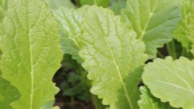 Kırmızı Dev Hardal veya Brassica Juncea yeşil yapraklar ve bitki görüntüleri