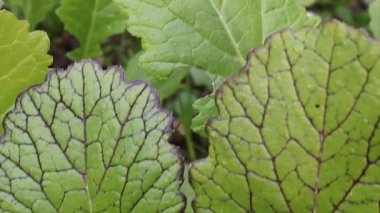 Kırmızı Dev Hardal veya Brassica Juncea yeşil yapraklar ve bitki görüntüleri