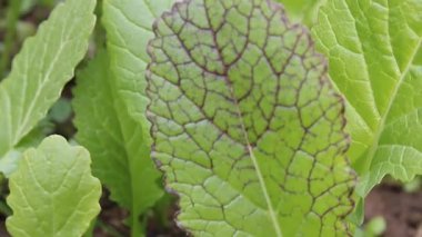 Kırmızı Dev Hardal veya Brassica Juncea yeşil yapraklar ve bitki görüntüleri