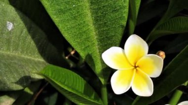 Frangipani, Plumeria, calachuchi veya paucipan