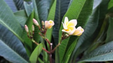 Frangipani, Plumeria, calachuchi veya paucipan