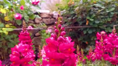 Büyük aslanağzı, aslan ağzı, tavşan ağzı, güzel tavşanlar, baldır burnu, kurbağa ağzı, buldoklar ve aslan kırıntısı, ya da yapraklarında çiy taneleri olan Antirrhinum majus.