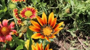 Syn. G. Splendens, Treasure Flower veya Gazania Linearis Doğal Çiçek Çiçeği videosu