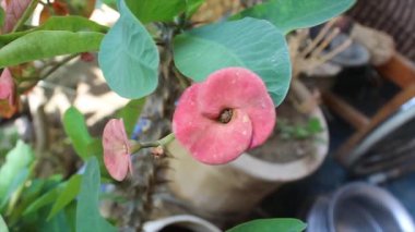 Dikenli taç, Euphorbia geroldii, Euphorbia lophogona çiçekleri