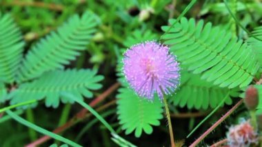 Utanç bitkisi, Mimosa Pudica ya da Dokunma bana