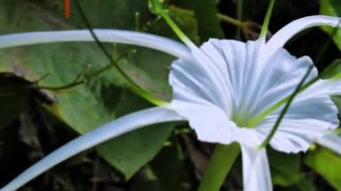 Plaj örümceği zambağı, Hymenocallis Specosa veya Pancratium zeylanicum