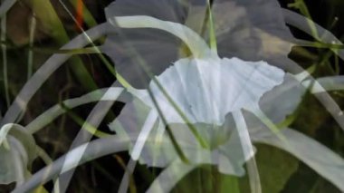 Plaj örümceği zambağı, Hymenocallis Specosa veya Pancratium zeylanicum