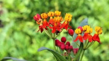 Meksika Kelebek Otu, tropikal süt yosunu veya Asclepias curassavica