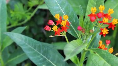 Meksika Kelebek Otu, tropikal süt yosunu veya Asclepias curassavica