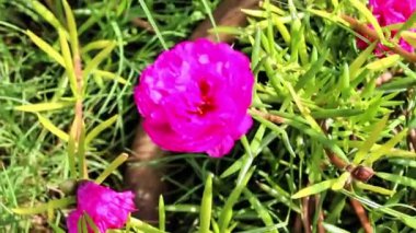 Purslane, Verdolaga, Red root, Pursley, Pussley, Little Hogweed, Moss Rose