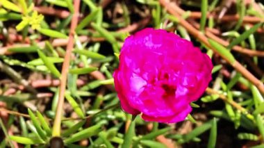 Purslane, Verdolaga, Red root, Pursley, Pussley, Little Hogweed, Moss Rose