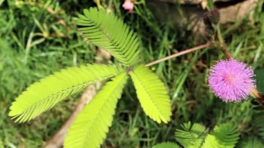Utanç bitkisi, Mimosa Pudica ya da Dokunma bana