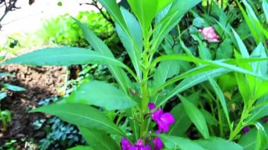 Sabırsız balsamina, bahçe balsamı, gül balsamori benekli snapweed