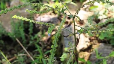 Cynoglossum Lanceolatum veya Lanceleaf Beni Unutma
