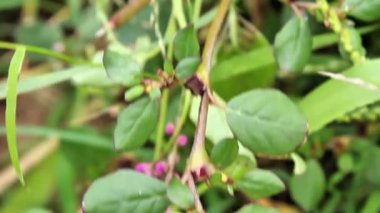 At Purslane ya da Trianthema Porttulacastrum. Görüntüleri kapatın.