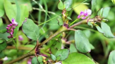 At Purslane ya da Trianthema Porttulacastrum. Görüntüleri kapatın.