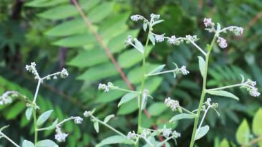 Cynoglossum wallichii, Cynoglossum lanceolatum veya Lanceolatum Gypsy Flowers görüntüleri