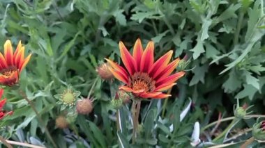 Syn. G. Splendens, Treasure Flower veya Gazania Linearis Doğal Çiçek Çiçeği videosu
