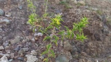 Saffron devedikeni veya Carthamus lanatus