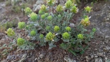 Teucrium Dunense, Alman yabani bitkilerini yağmalamak