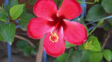 Çin Gülü veya Hibiscus çiçek görüntüsü