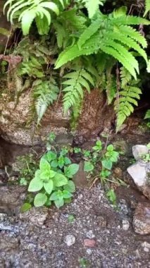 Dryopteris filix mas, ılıman kuzey yarımkürenin eğreltiotu