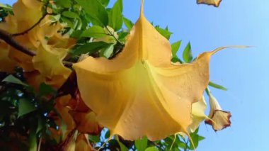 Borrachero Ağacı, Altın Melekler Trompet veya Brugmansia aurea