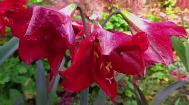 Amaryllis Lily veya Belladonna Zambakları