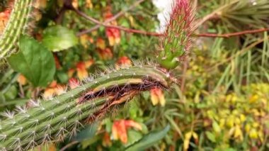 Echinopsis veya Kaktüs yeşili bitki
