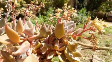 Sulu, Graptoveria veya Graptosedum