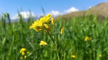 Hardal veya Canola Bitki ve Çiçekleri