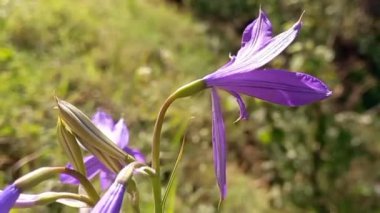 Ixiolirion tataricum, Blue Desert Lily veya Tartar Ixiolirion