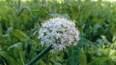 Allium stipitatum, Pers arpacık soğanı veya İran soğanı