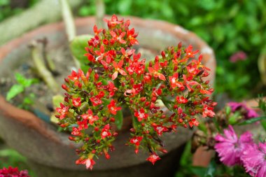 Kalanchoe veya Panda Bitkisi kırmızı çiçekler