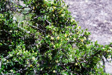 Himalrandia tetrasperma veya Himalaya Randia