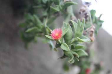 Bebek doğan güneş, Hardy Iceplant veya Mesembryanthemum