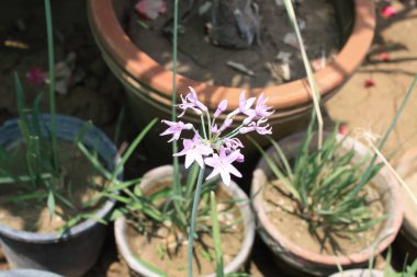 Society Garlic, Tulbaghia violacea or pink agapanthus clipart