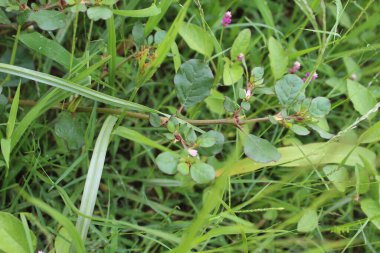 Trianthema portulacastrum, çöl at yolu, siyah domuz otu ya da dev yosun